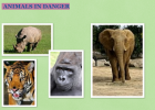 Treasure hunt: Animals in danger | Recurso educativo 33616