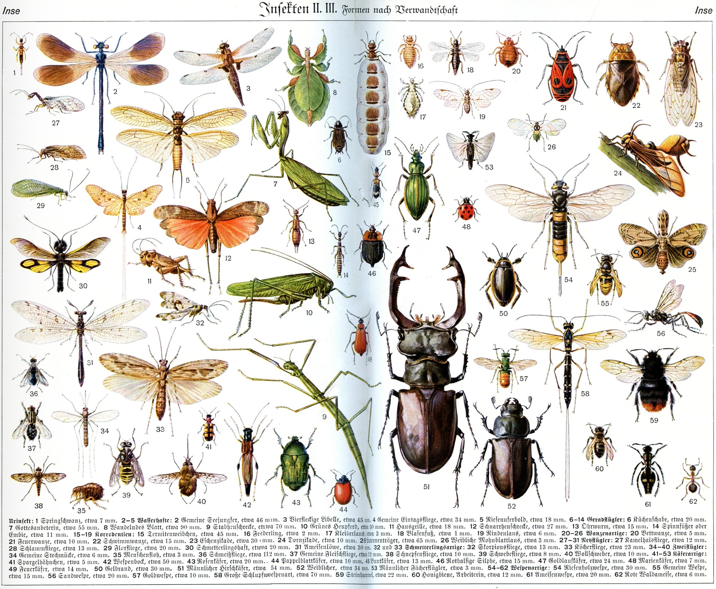 Insectos | Recurso educativo 33793