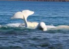 Balenes Beluga | Recurso educativo 33912