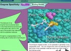 Video: Enzyme Specificity | Recurso educativo 39918