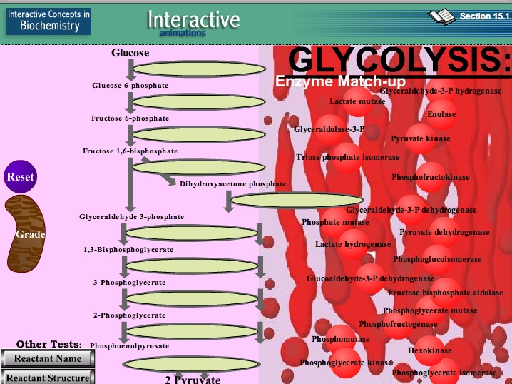 Video game: Glycolysis | Recurso educativo 39921