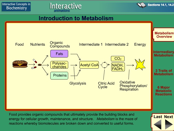 Video: Introduction to Metabolism | Recurso educativo 39923