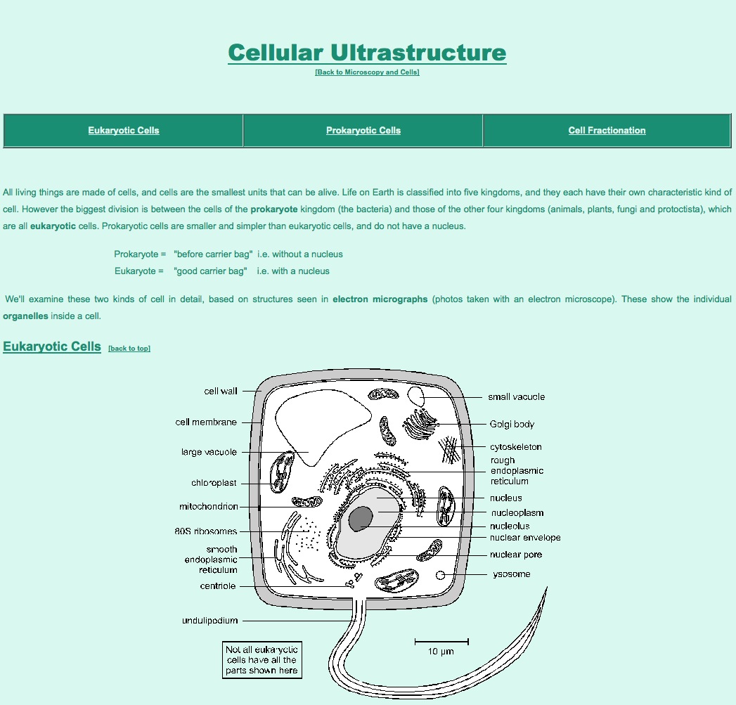 Cellular Ultrastructure | Recurso educativo 39999
