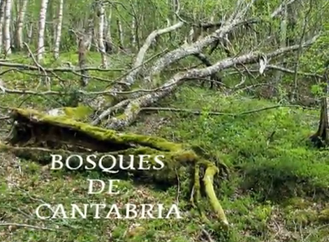 Bosques de Cantabria | Recurso educativo 44381