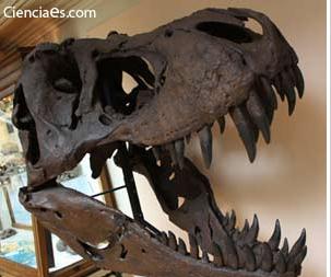 Tiranosaurus Rex | Recurso educativo 44456