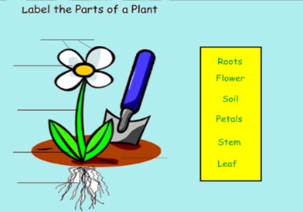 Plants | Recurso educativo 45101