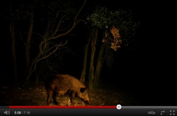Video: animals nocturns d’un bosc mediterrani | Recurso educativo 47192