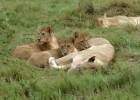 Lion cubs I | Recurso educativo 47531