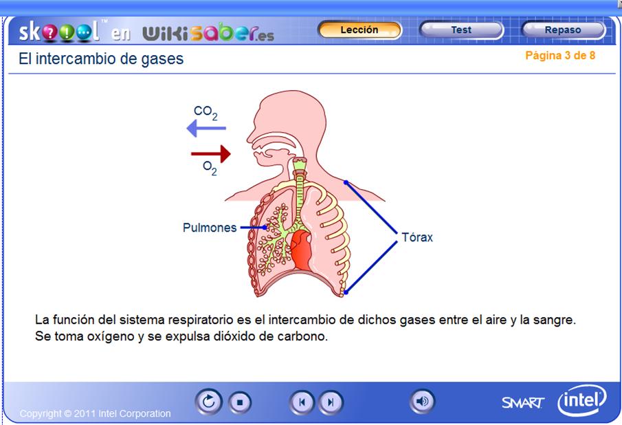 Intercambio de gases en los pulmones | Recurso educativo 49896