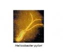 La bacteria Helycobacter Pilory | Recurso educativo 57520