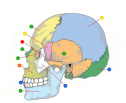The human skull | Recurso educativo 58501
