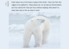 Polar bears | Recurso educativo 58977
