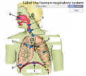 Label the human respiratory system | Recurso educativo 60338