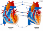Human heart during filling and pumping | Recurso educativo 61780