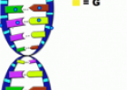 Label a DNA molecule | Recurso educativo 61803