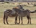 Vídeo: imatges d'unes zebres a la sabana africana | Recurso educativo 11302