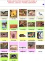 Joc educatiu: classificació dels animals | Recurso educativo 18619