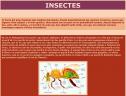 Insectes | Recurso educativo 25383