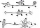 Tipos de neuronas | Recurso educativo 27604