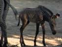 Cute Baby Zebra Colt-Cincinnati Zoo | Recurso educativo 29658