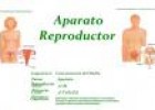 El aparato reproductor | Recurso educativo 32412