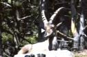 Cabra hispánica (Capra pyrenaica) | Recurso educativo 3286