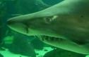 Tiburón toro (Carcharias taurus) | Recurso educativo 3622