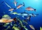 Peces. Acuarios. Especies de peces: tropicales, espada, raya, payaso. Fotos y dibujos de peces. | Recurso educativo 55479