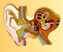 El sentido del oído | Recurso educativo 9409