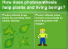 Photosynthesis | Recurso educativo 62562