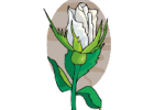 Cuento: La rosa blanca | Recurso educativo 62749