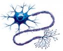 La neurona | Recurso educativo 68291