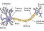 El sistema nerviós humà | Recurso educativo 70253