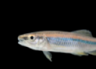 Freshwater species | Recurso educativo 71059