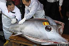 Giant tuna | Recurso educativo 71344