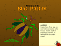 Bugs body parts | Recurso educativo 75101