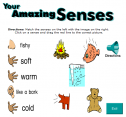 Your amazing senses | Recurso educativo 75534