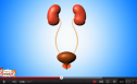 Video: The kidneys | Recurso educativo 77194