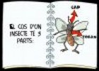 Els insectes | Recurso educativo 85360