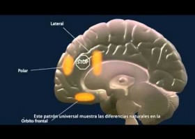 ¿Cómo es el cerebro adolescente? | Recurso educativo 92660