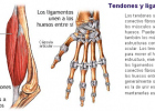 KirolXabi: ANATOMIA: LOTAILUAK eta TENDOIAK (LIGAMENTOS y TENDONES) | Recurso educativo 95459