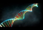 (HD) ADN: estructura, duplicación, traducción y transcripción, en Español | Recurso educativo 98175