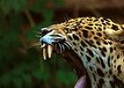 220px-Panthera_onca_at_the_Toronto_Zoo_2.jpg | Recurso educativo 111350