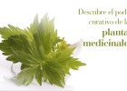 Curso de Herboristería y Fitoterapia. Descubre los secretos de las plantas | Recurso educativo 114147
