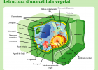 Estructura de la cèl·lula vegetal | Recurso educativo 496176