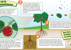Cómo se produce la fotosíntesis | Recurso educativo 678474
