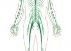 Sistema nerviós humà | Recurso educativo 680992