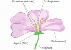 Partes de una flor | Recurso educativo 686280
