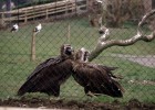 Buitre negro en captividad | Recurso educativo 688498