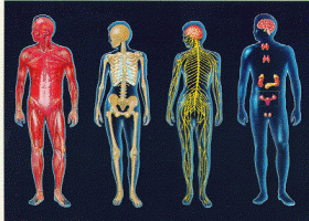 Aparatos y sistemas del cuerpo humano | Recurso educativo 688729